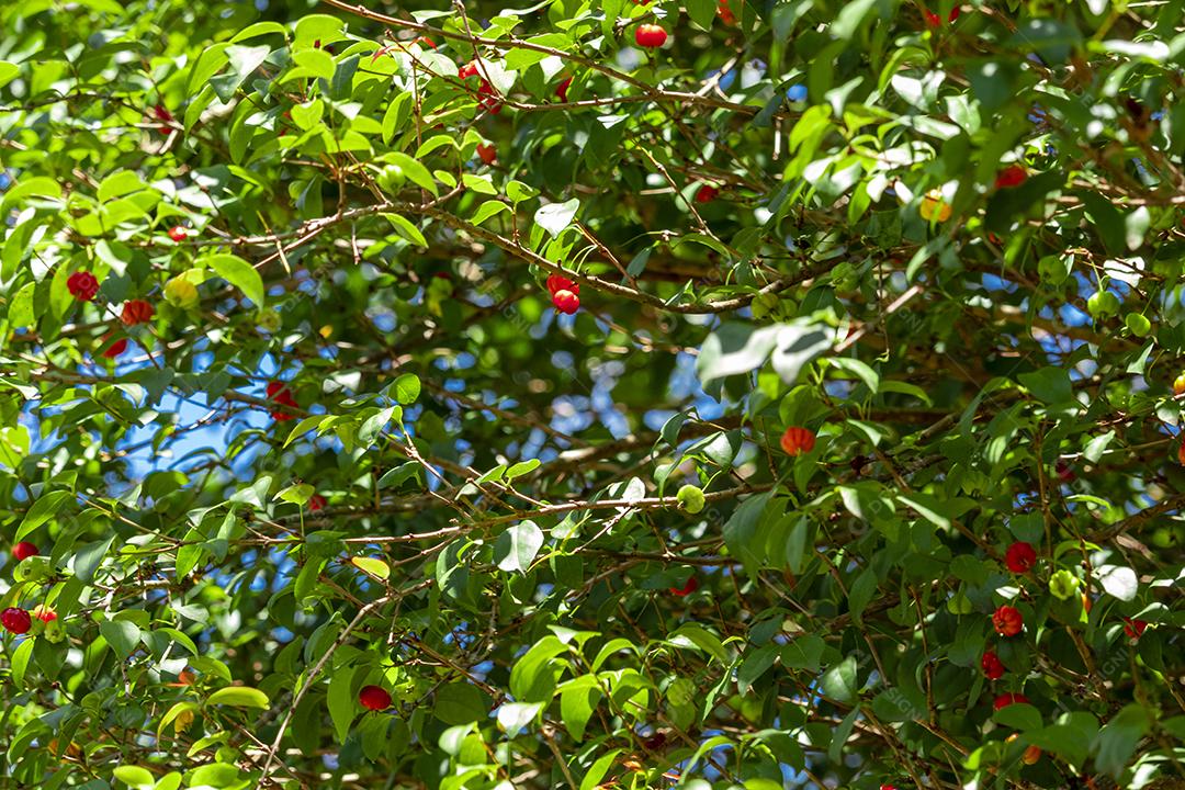 Pitanga (eugenia uniflora) é o fruto da pitangueira, dicotiledônea da família das mirtaceae