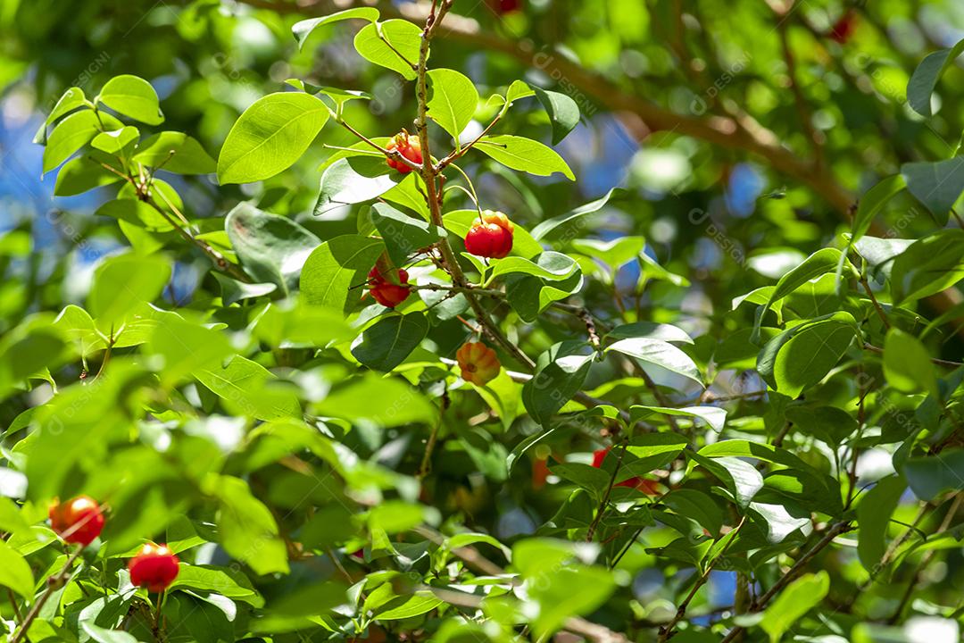 Pitanga (eugenia uniflora) é o fruto da pitangueira, dicotiledônea da família das mirtaceae