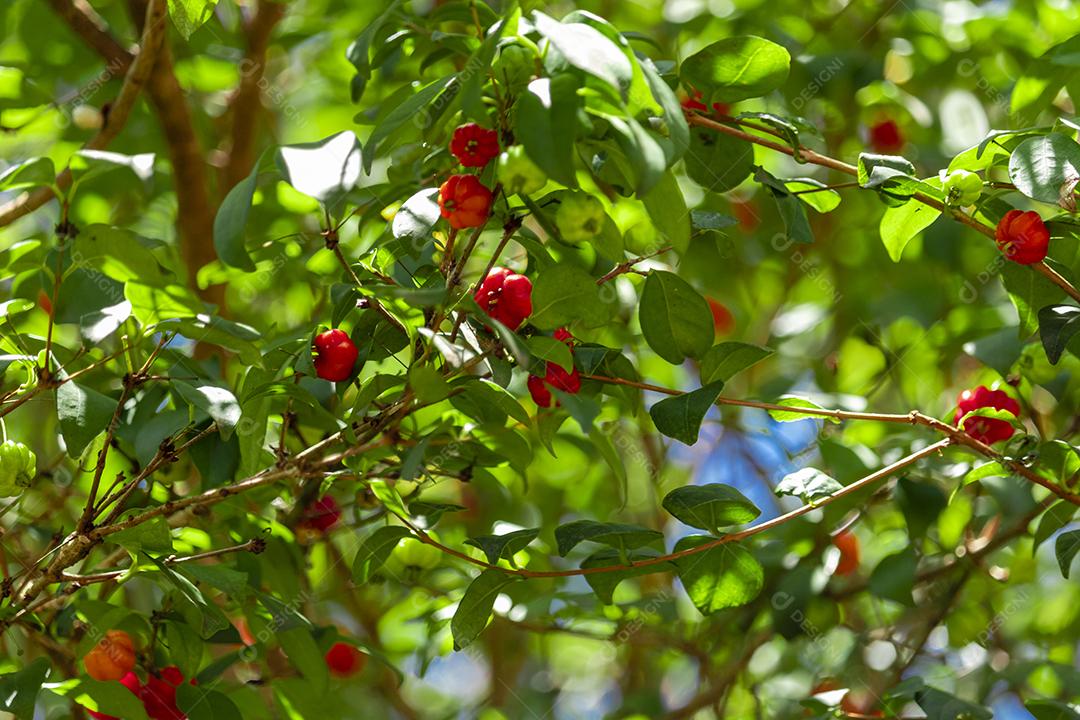 Pitanga (eugenia uniflora) é o fruto da pitangueira, dicotiledônea da família das mirtaceae