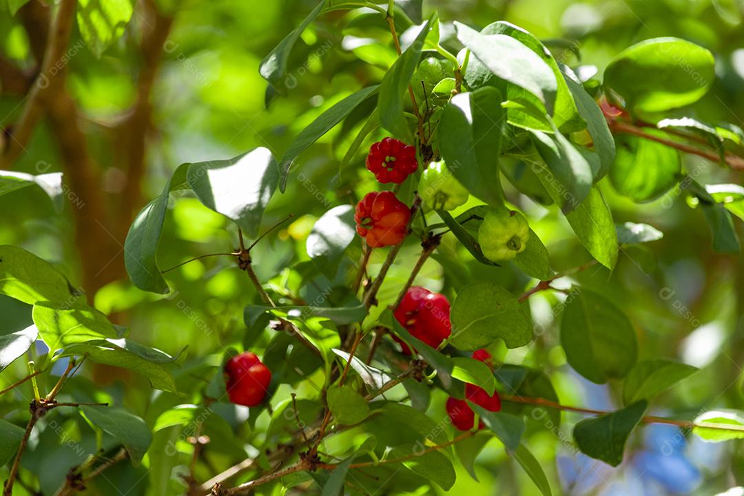 Pitanga (eugenia uniflora) é o fruto da pitangueira, dicotiledônea da família das mirtaceae