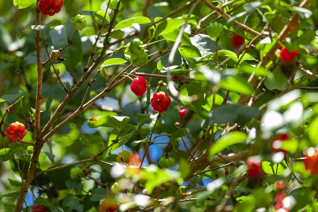 Pitanga (eugenia uniflora) é o fruto da pitangueira, dicotiledônea da família das mirtaceae