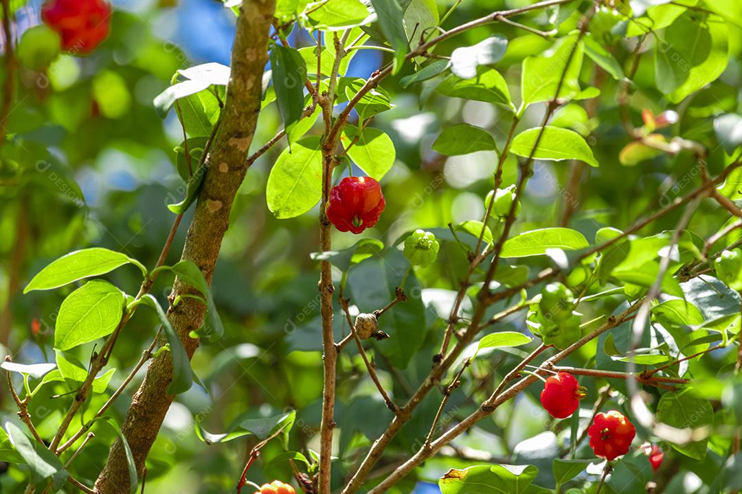 Pitanga (eugenia uniflora) é o fruto da pitangueira, dicotiledônea da família das mirtaceae