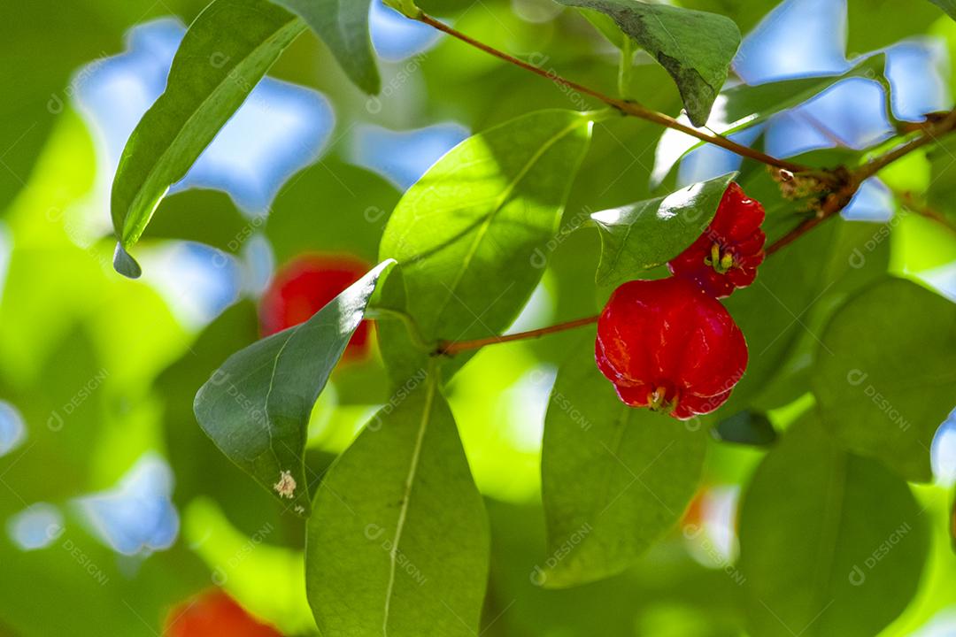 Pitanga (eugenia uniflora) é o fruto da pitangueira, dicotiledônea da família das mirtaceae