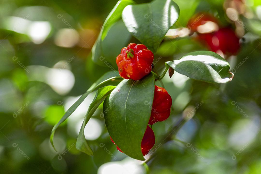 Pitanga (eugenia uniflora) é o fruto da pitangueira, dicotiledônea da família das mirtaceae