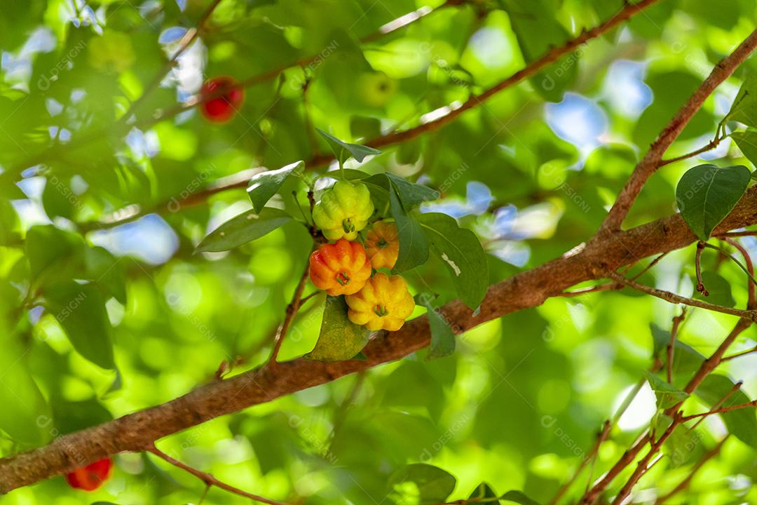 Pitanga (eugenia uniflora) é o fruto da pitangueira, dicotiledônea da família das mirtaceae