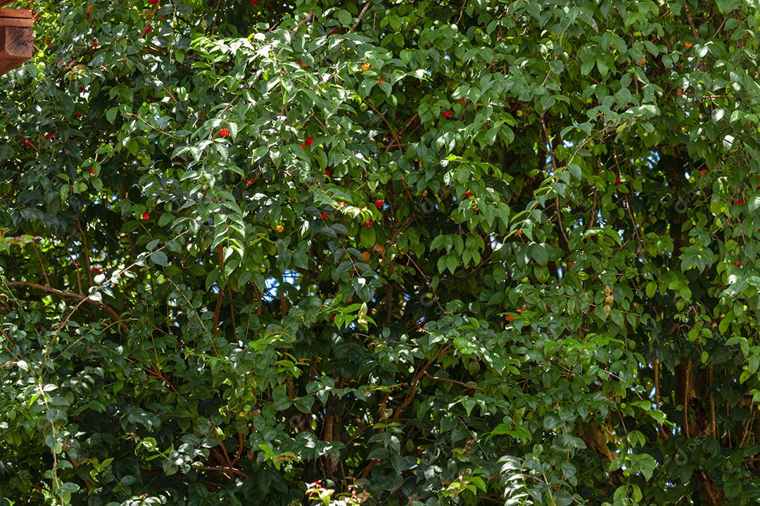 Pitanga (eugenia uniflora) é o fruto da pitangueira, dicotiledônea da família das mirtaceae