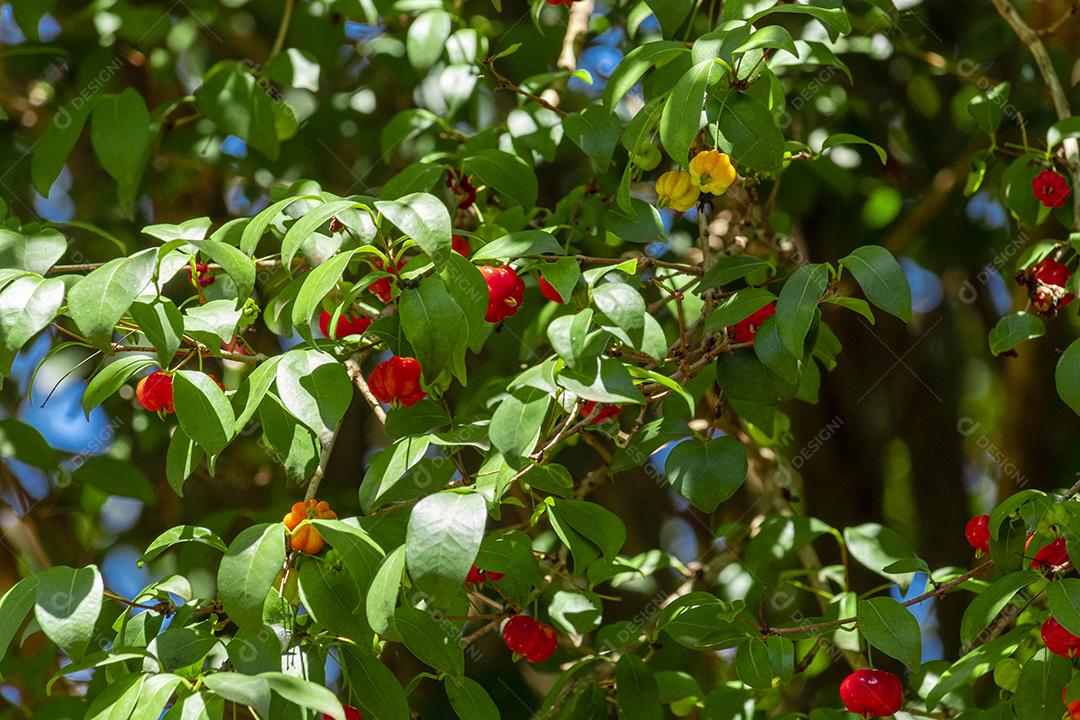 Pitanga (eugenia uniflora) é o fruto da pitangueira, dicotiledônea da família das mirtaceae