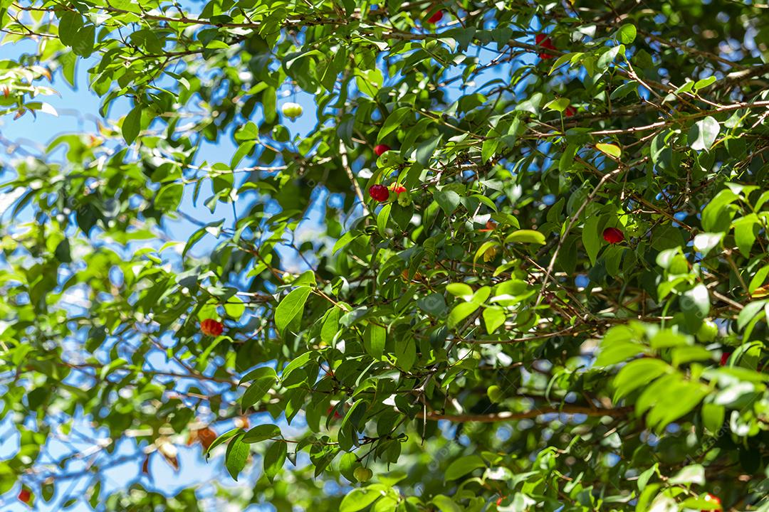 Pitanga (eugenia uniflora) é o fruto da pitangueira, dicotiledônea da família das mirtaceae