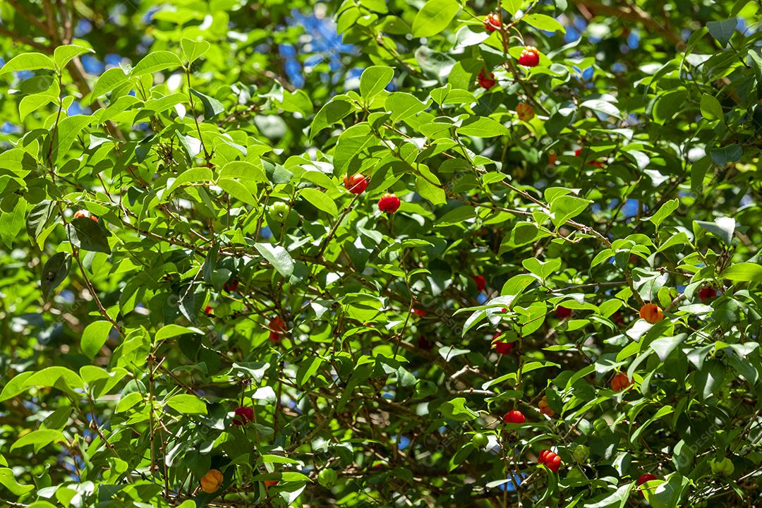 Pitanga (eugenia uniflora) é o fruto da pitangueira, dicotiledônea da família das mirtaceae