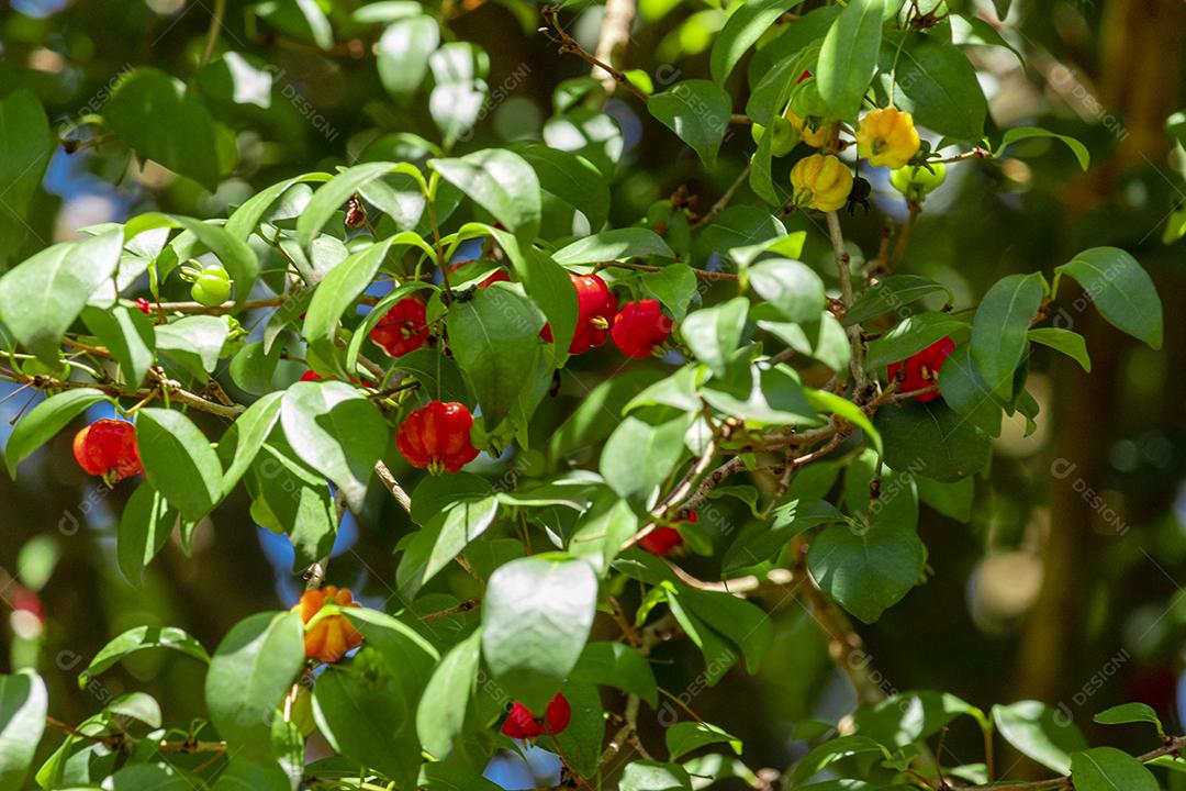 Pitanga (eugenia uniflora) é o fruto da pitangueira, dicotiledônea da família das mirtaceae