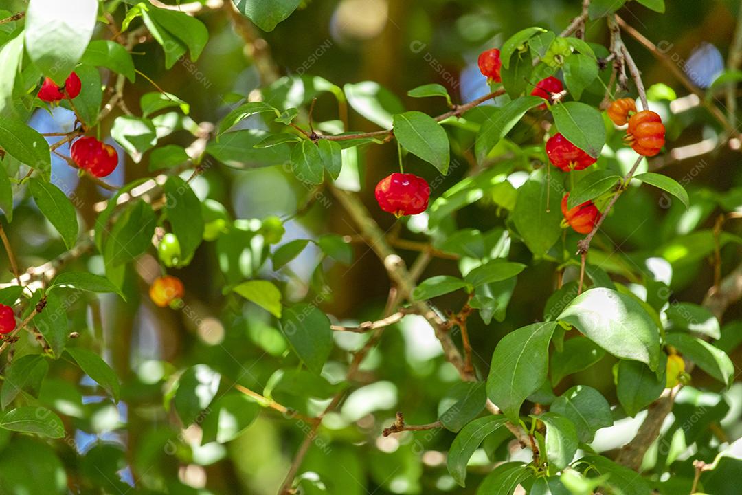 Pitanga (eugenia uniflora) é o fruto da pitangueira, dicotiledônea da família das mirtaceae
