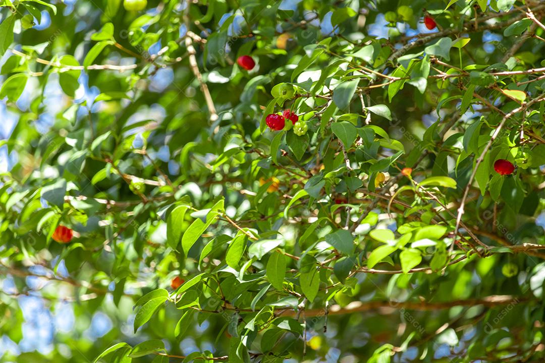 Pitanga (eugenia uniflora) é o fruto da pitangueira, dicotiledônea da família das mirtaceae