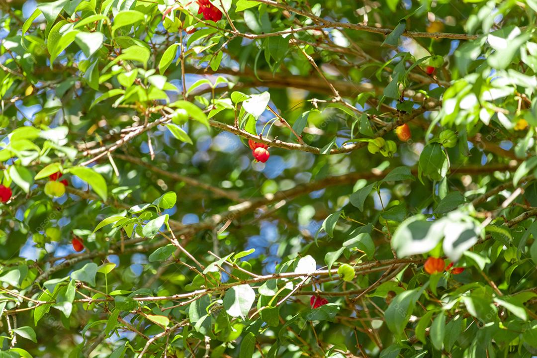 Pitanga (eugenia uniflora) é o fruto da pitangueira, dicotiledônea da família das mirtaceae