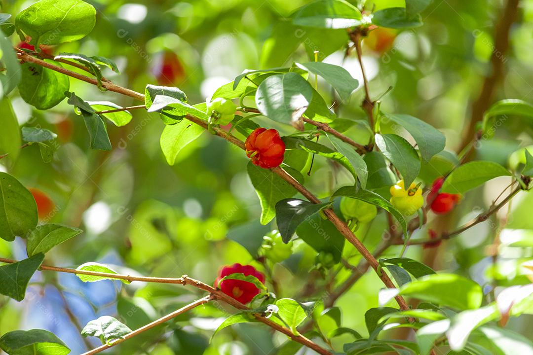 Pitanga (eugenia uniflora) é o fruto da pitangueira, dicotiledônea da família das mirtaceae