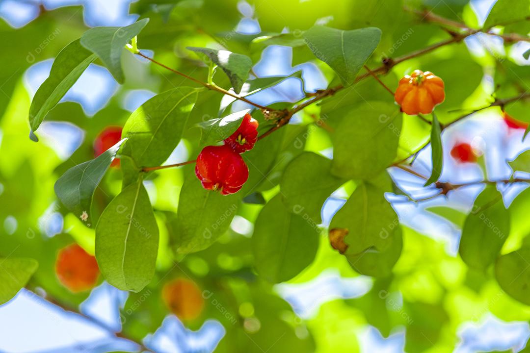 Pitanga (eugenia uniflora) é o fruto da pitangueira, dicotiledônea da família das mirtaceae