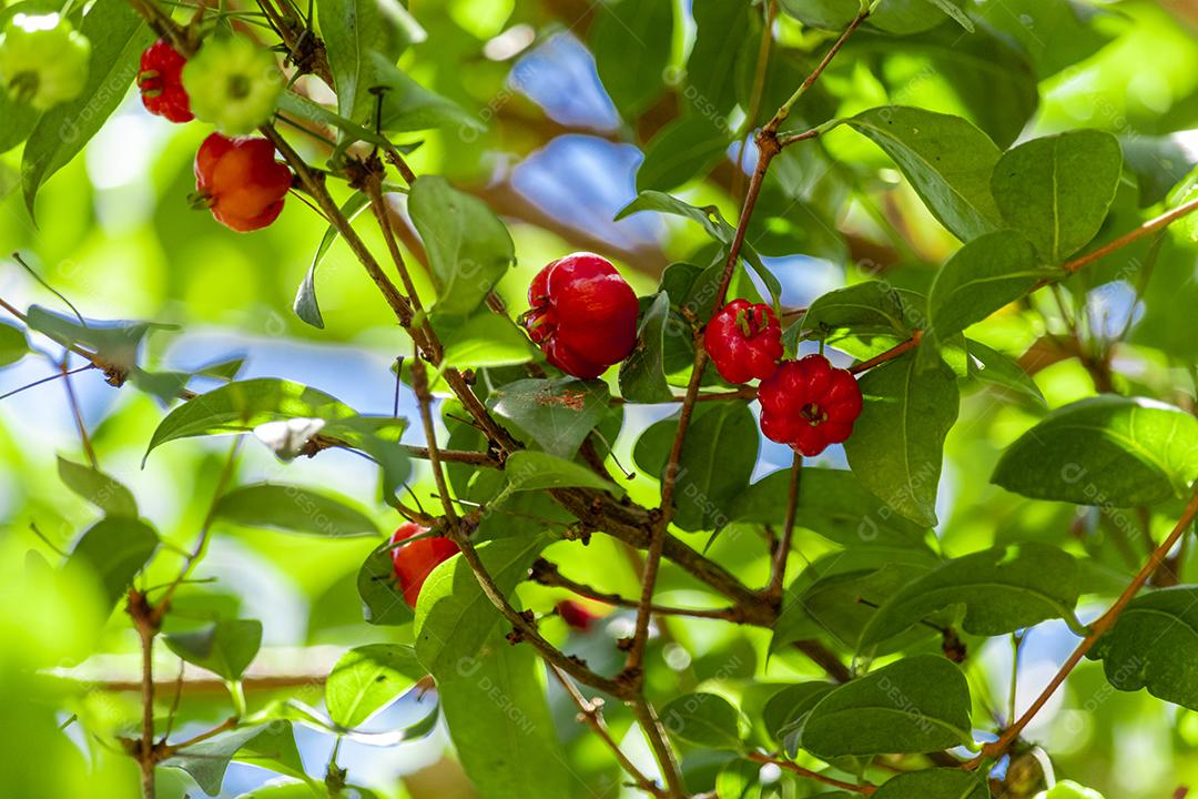 Pitanga (eugenia uniflora) é o fruto da pitangueira, dicotiledônea da família das mirtaceae