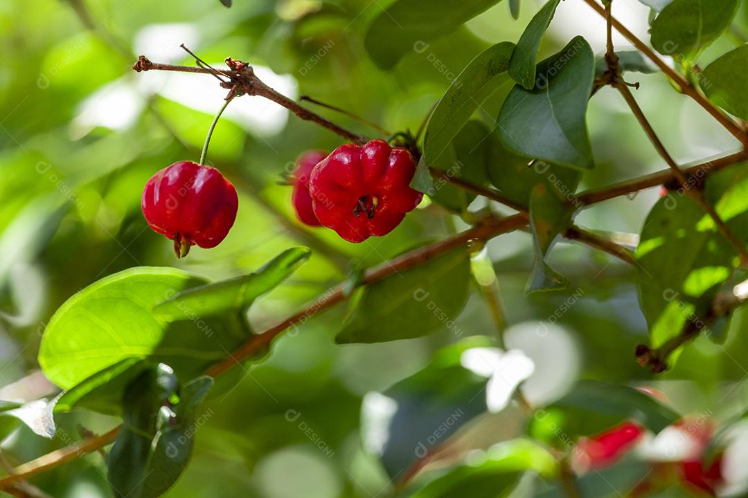 Pitanga (eugenia uniflora) é o fruto da pitangueira, dicotiledônea da família das mirtaceae