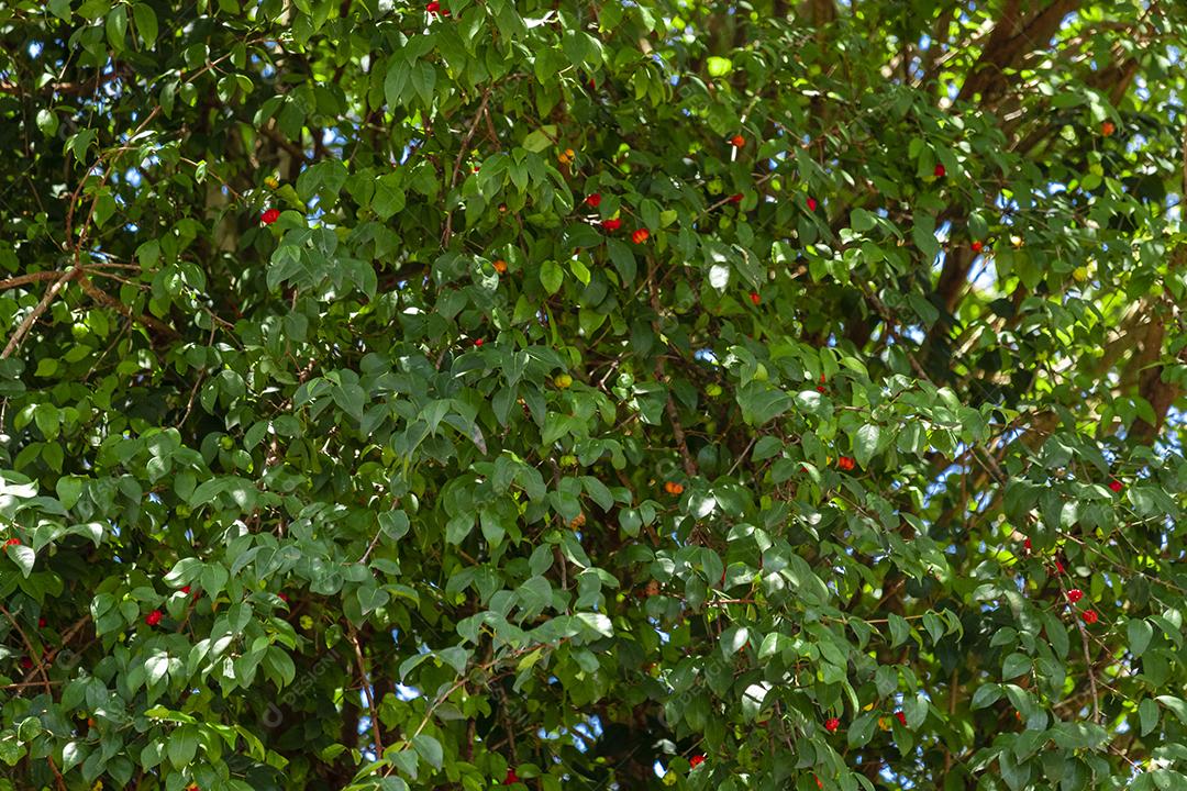 Pitanga (eugenia uniflora) é o fruto da pitangueira, dicotiledônea da família das mirtaceae