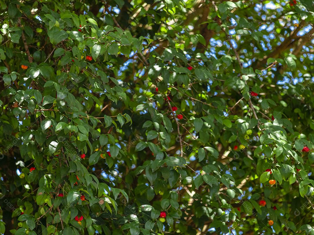 Pitanga (eugenia uniflora) é o fruto da pitangueira, dicotiledônea da família das mirtaceae