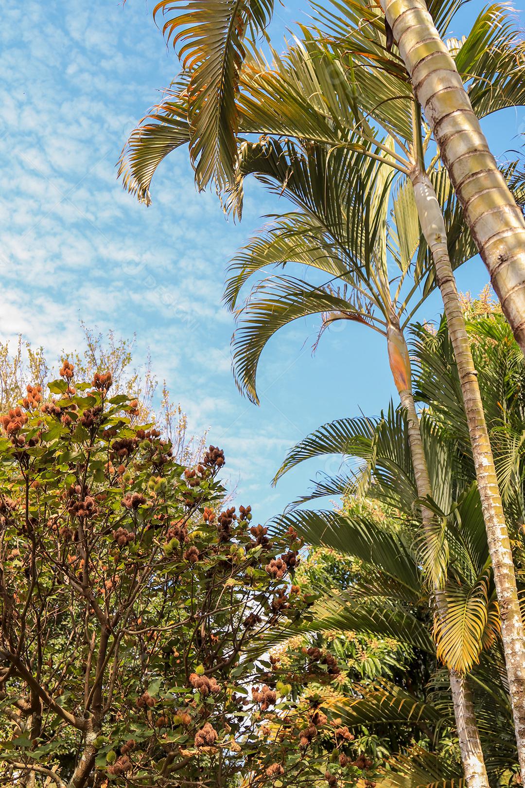 Achiote (Bixa orellana) é um grande arbusto ou pequena árvore que produz frutos vermelhos espinhosos