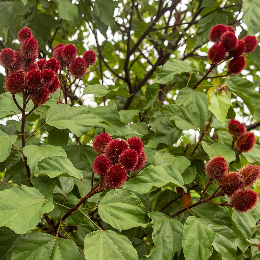 Achiote (Bixa orellana) é um grande arbusto ou pequena árvore que produz frutos vermelhos espinhosos