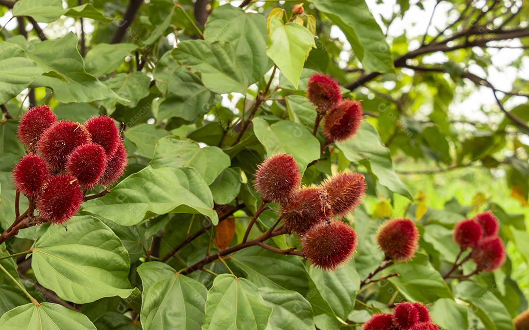 Achiote (Bixa orellana) é um grande arbusto ou pequena árvore que produz frutos vermelhos espinhosos