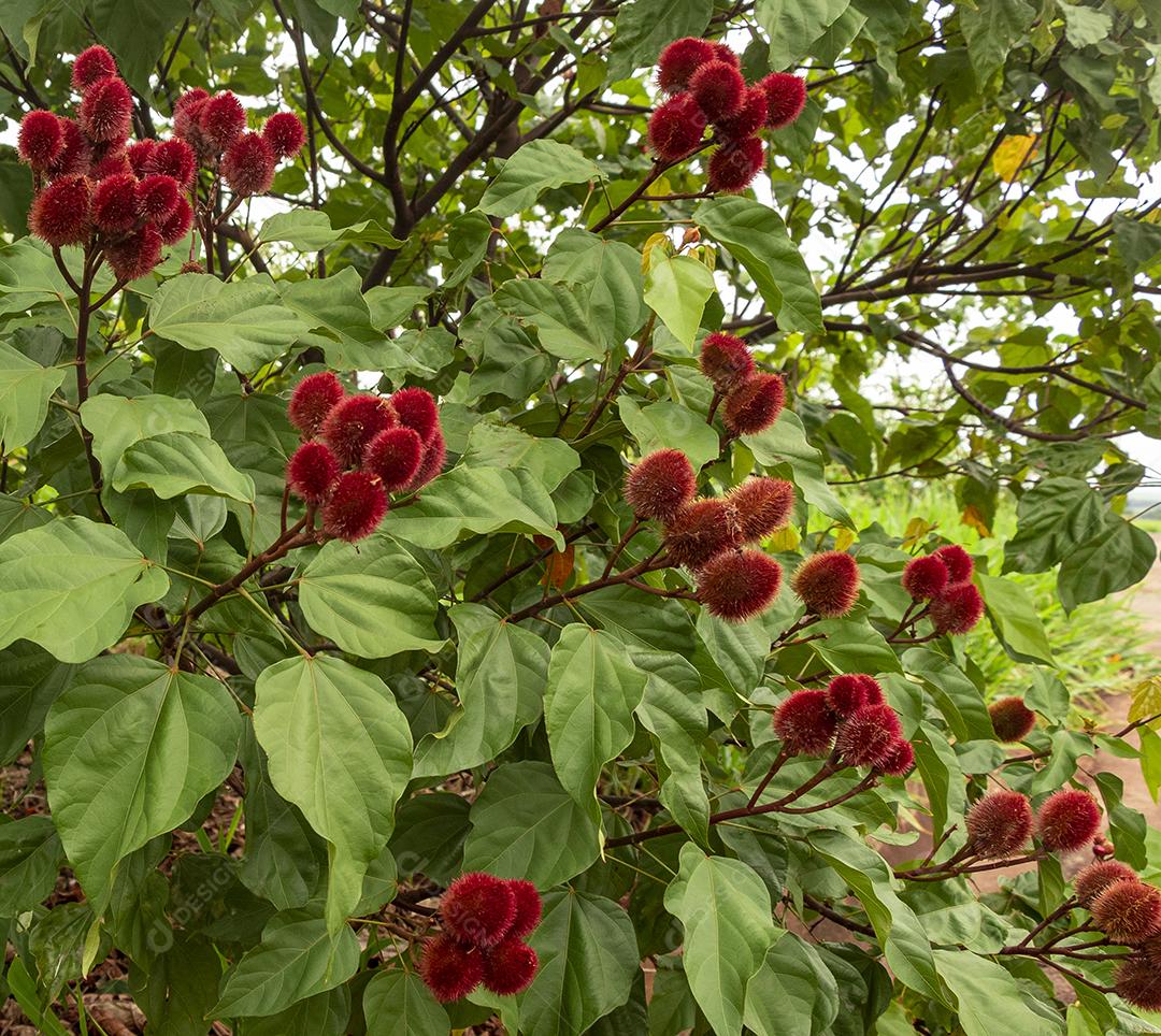 Achiote (Bixa orellana) é um grande arbusto ou pequena árvore que produz frutos vermelhos espinhosos