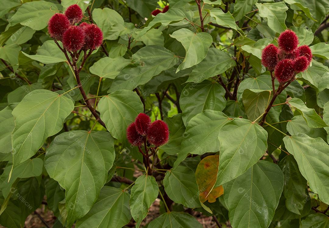 Achiote (Bixa orellana) é um grande arbusto ou pequena árvore que produz frutos vermelhos espinhosos