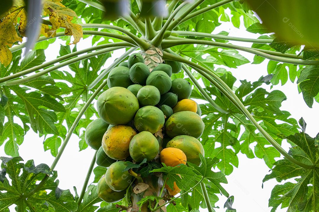 Mamão com várias frutas e um lindo fundo de céu azul.
