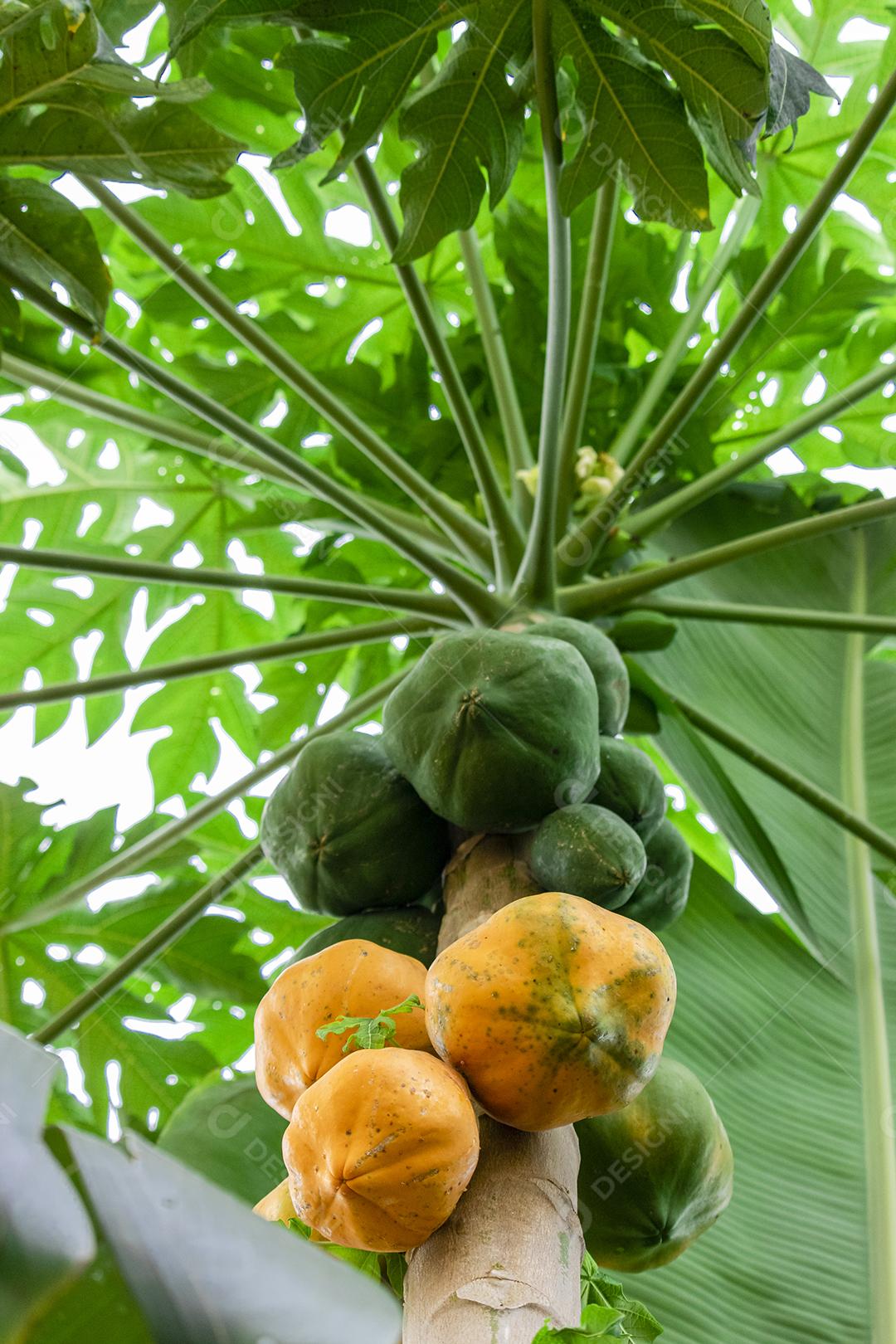 Mamão com várias frutas e um lindo fundo de céu azul.