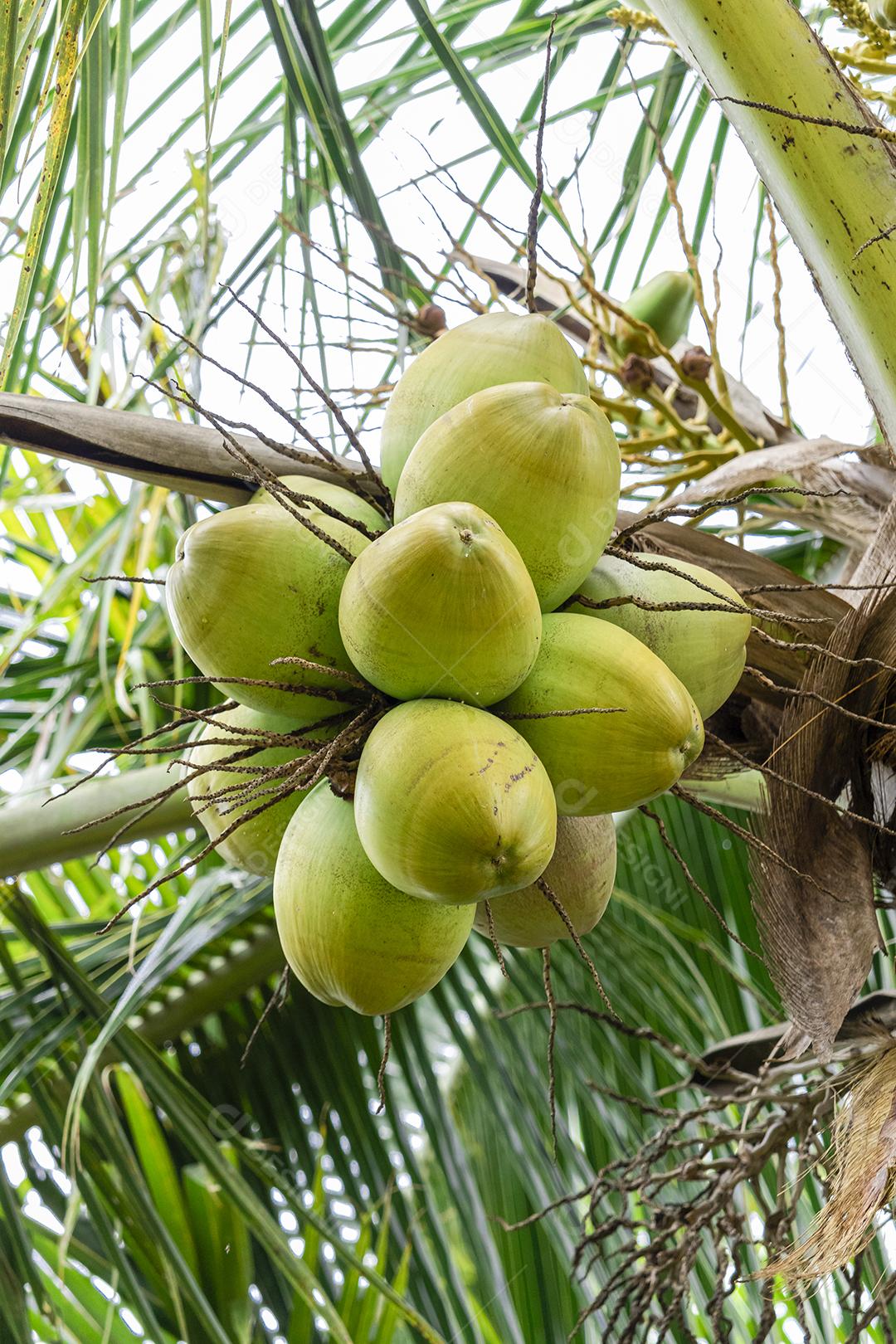 Coqueiros lindos com muitos cocos verdes para colher, água de coco doce. Saboroso, refrescante, hidratante