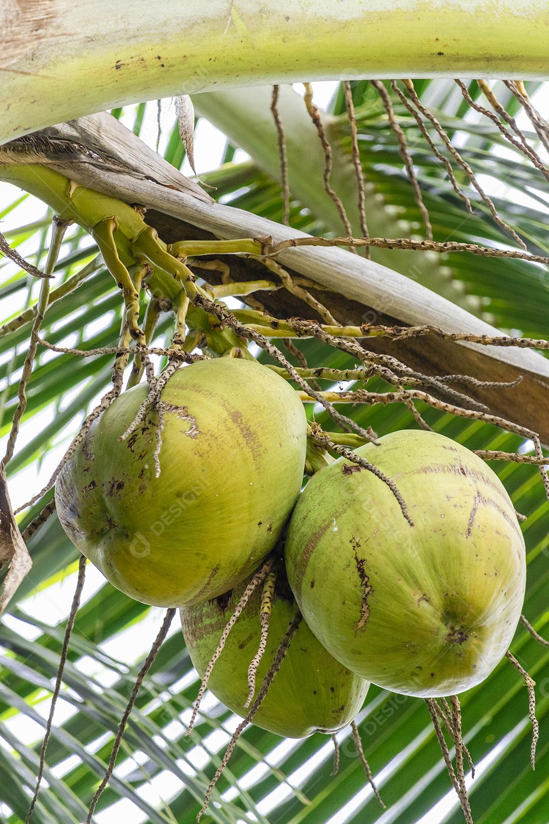 Coqueiros lindos com muitos cocos verdes para colher, água de coco doce. Saboroso, refrescante, hidratante