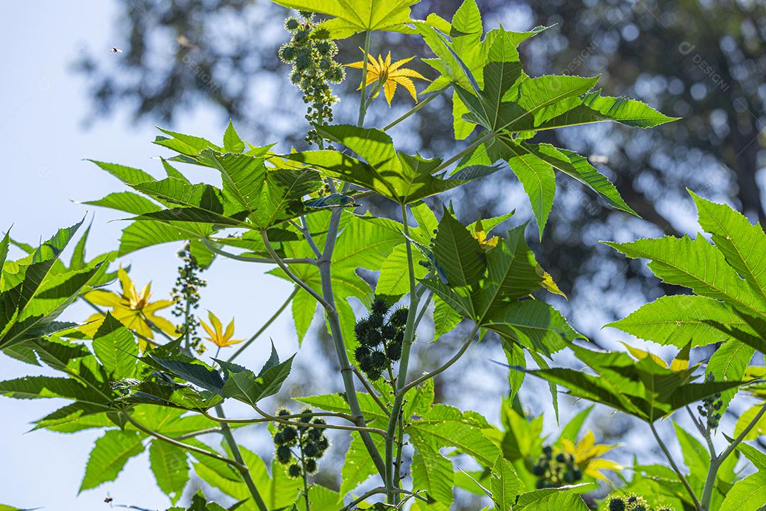 A plantação de Ricinus communis, popularmente conhecida como mamona, mamona, é uma planta