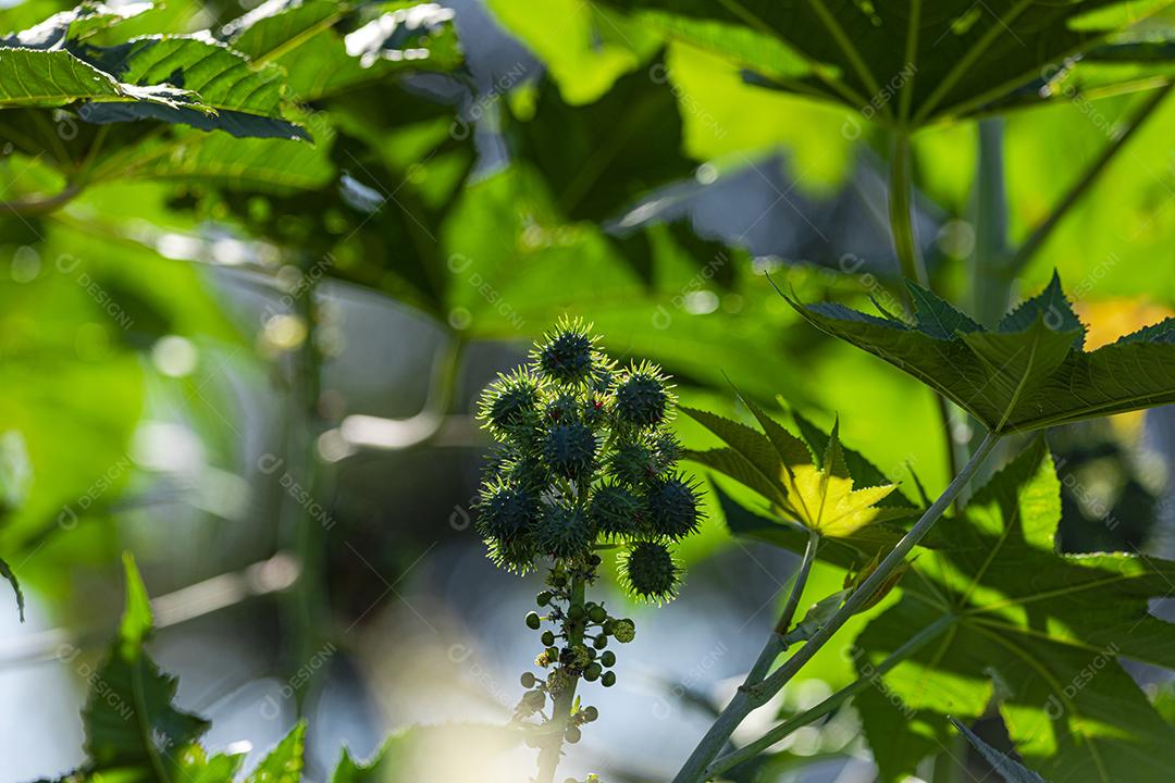 A plantação de Ricinus communis, popularmente conhecida como mamona, mamona, é uma planta da família