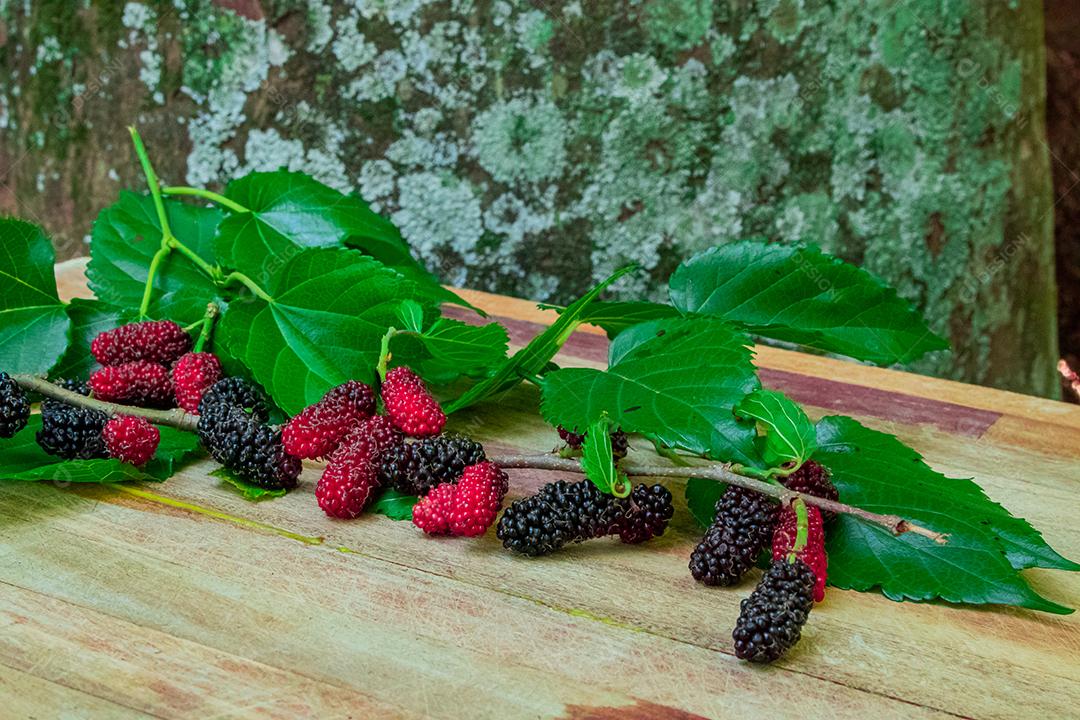 Comida fruta amora folhas verdes