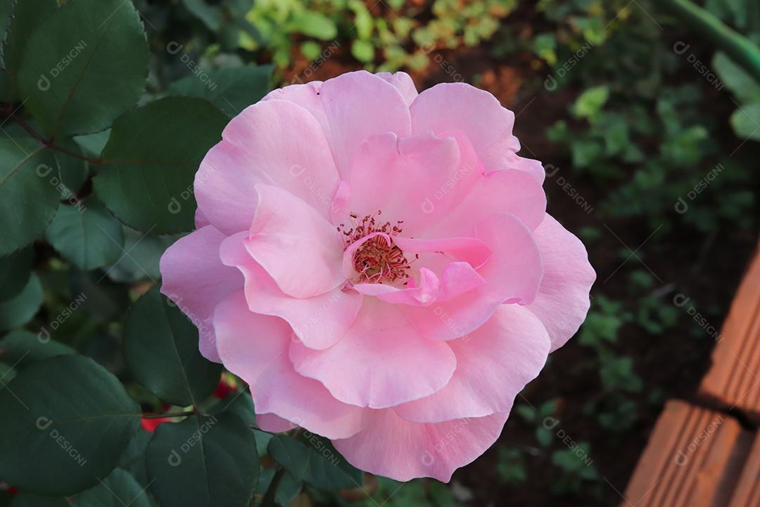 Flor rosa flores sobre fundo desfocado planta