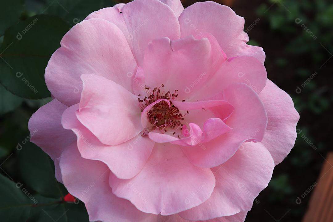 Flor rosa flores sobre fundo desfocado planta
