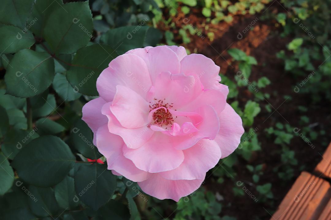 Flor rosa flores sobre fundo desfocado planta