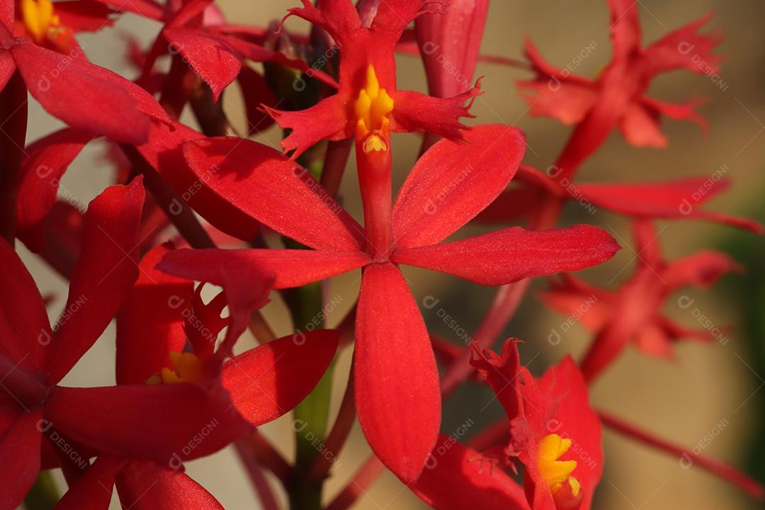 Flor flores vermelho  arvore planta fotos imagem