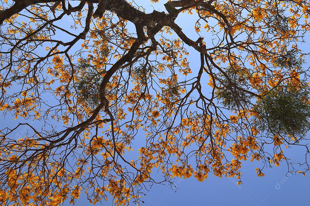 Arvores sobre floresta.