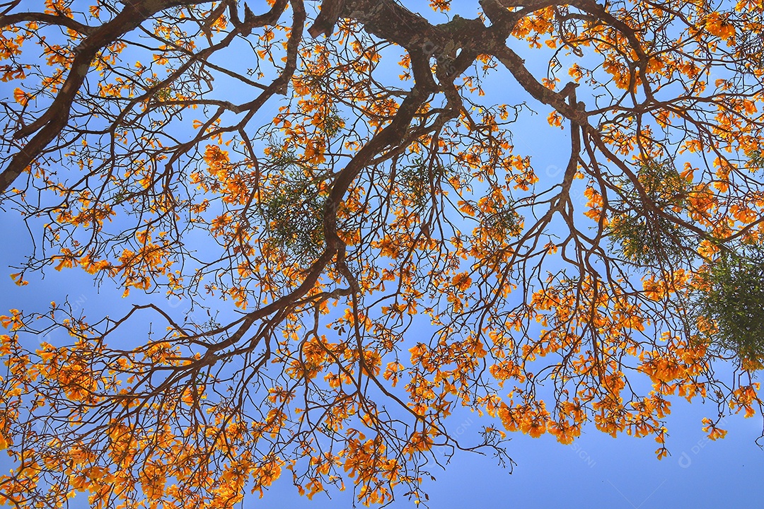 Arvores sobre floresta.