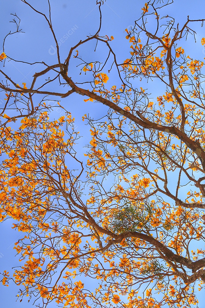 Arvores sobre floresta.