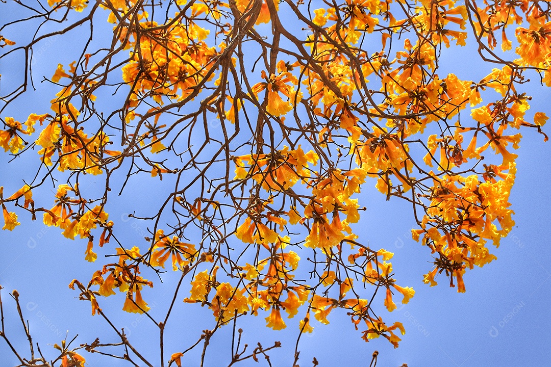 Arvores sobre floresta.