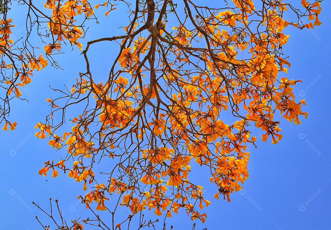 Arvores sobre floresta.