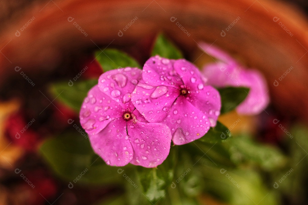 Lindas flores sobre floresta.