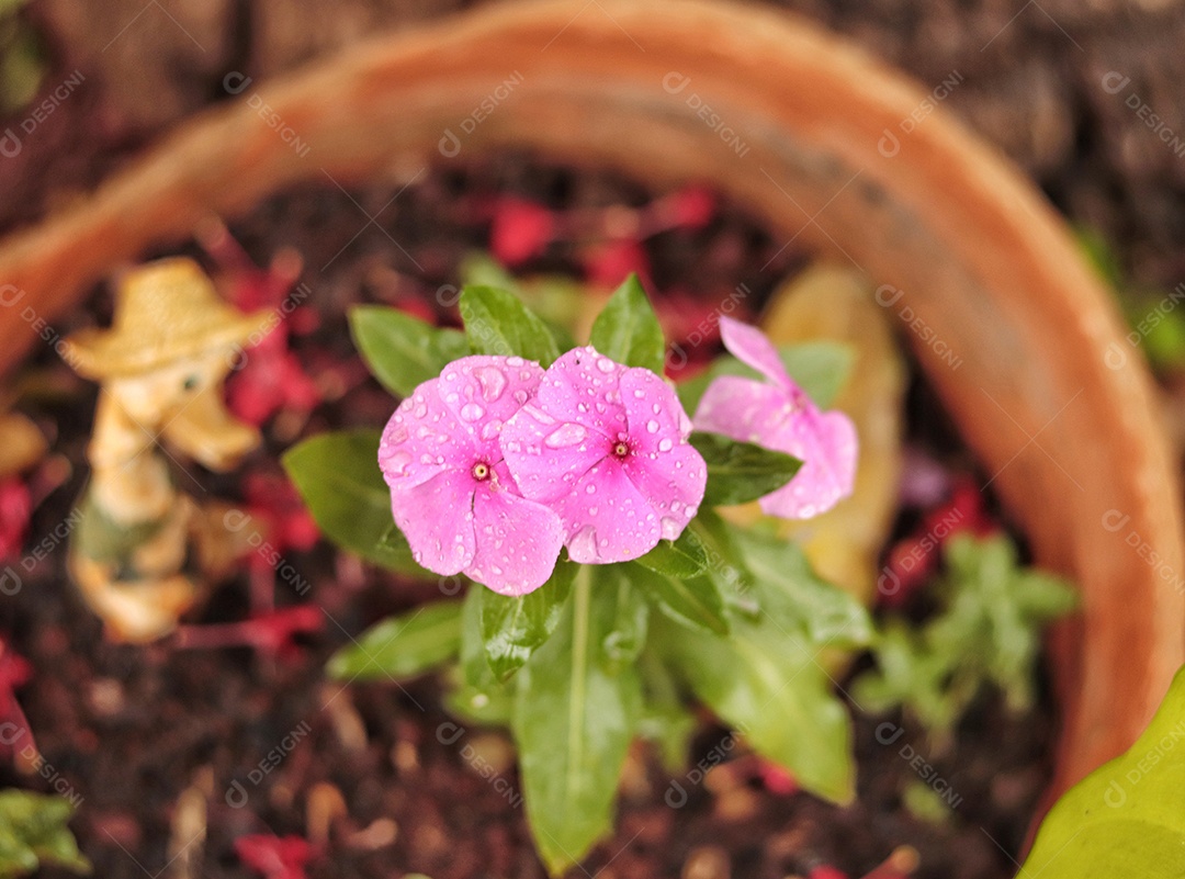 Lindas flores sobre floresta.