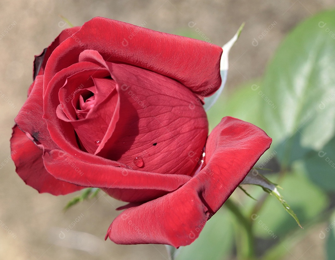 Lindas flores sobre floresta.