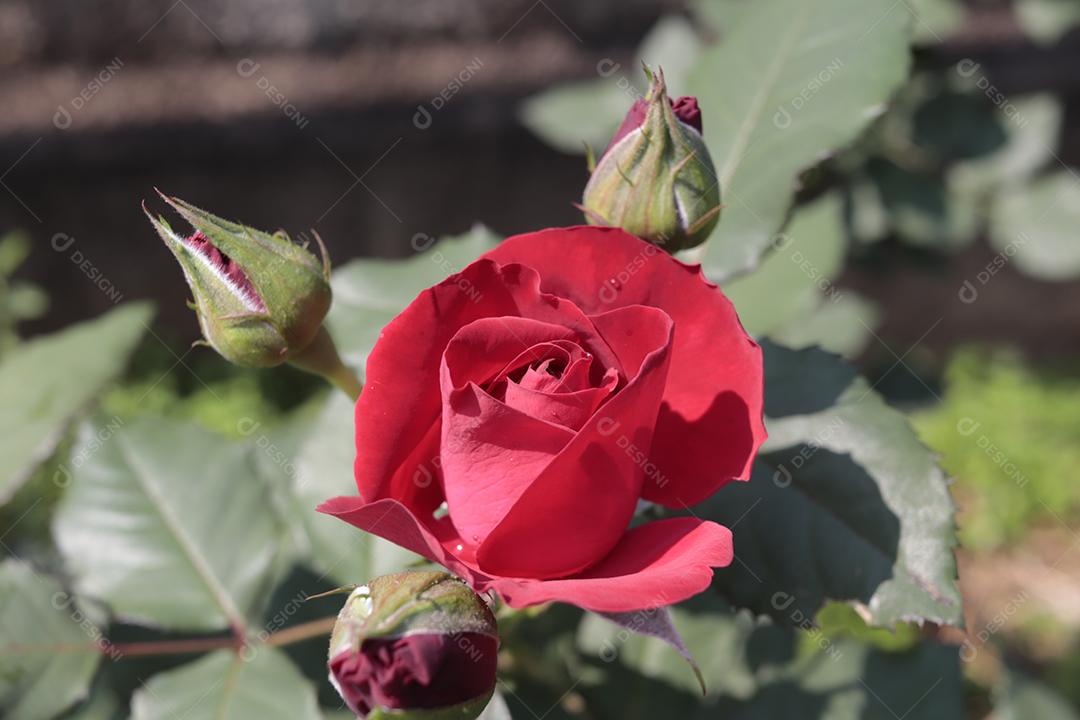 Flor vermelho flores sobre fundo desfocado planta