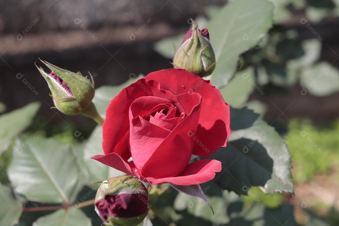 Flor vermelho flores sobre fundo desfocado planta