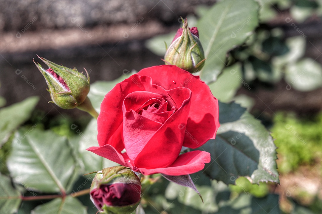 Lindas flores sobre floresta.
